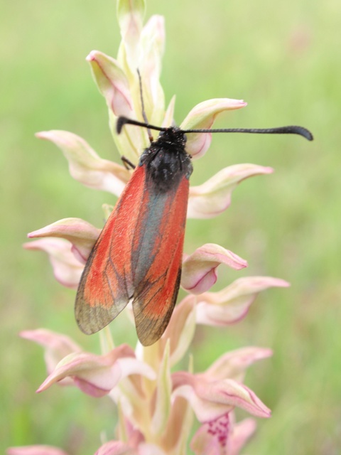 Due Zygaenidae da ID